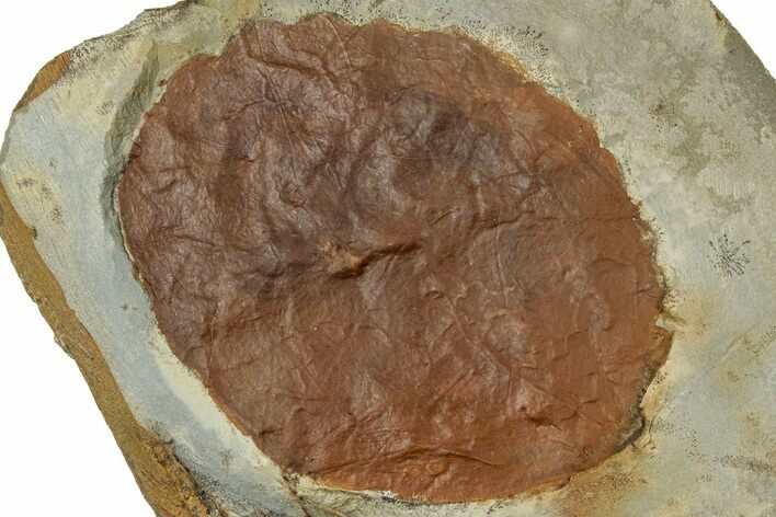 Fossil Leaf (Zizyphoides) - Montana #305964